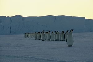Bild zu Die Reise der Pinguine: Vom Ende der Welt