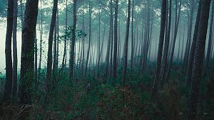 Hinter den Bäumen liegt der Strand © Studiocanal GmbH / I. Mathie